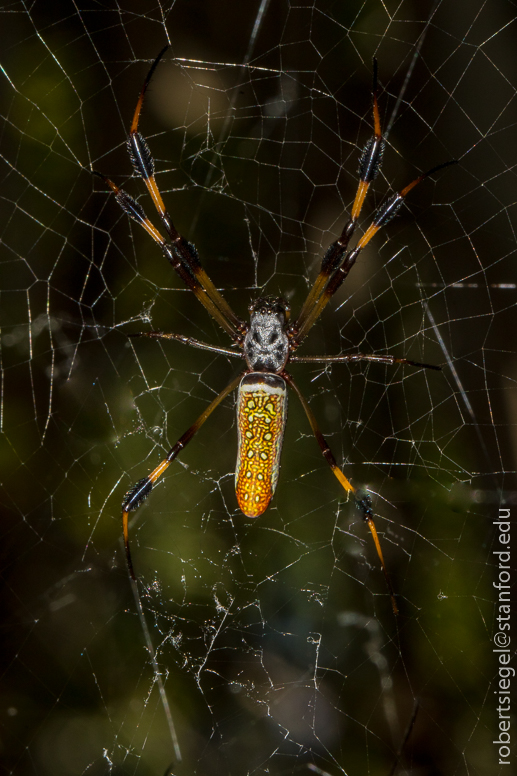 bill baggs cape florida